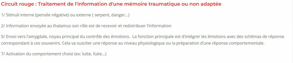 le circuit rouge montre le chemin qu'emprunte une mémoire traumatique dans le cerveau en thérapie emdr