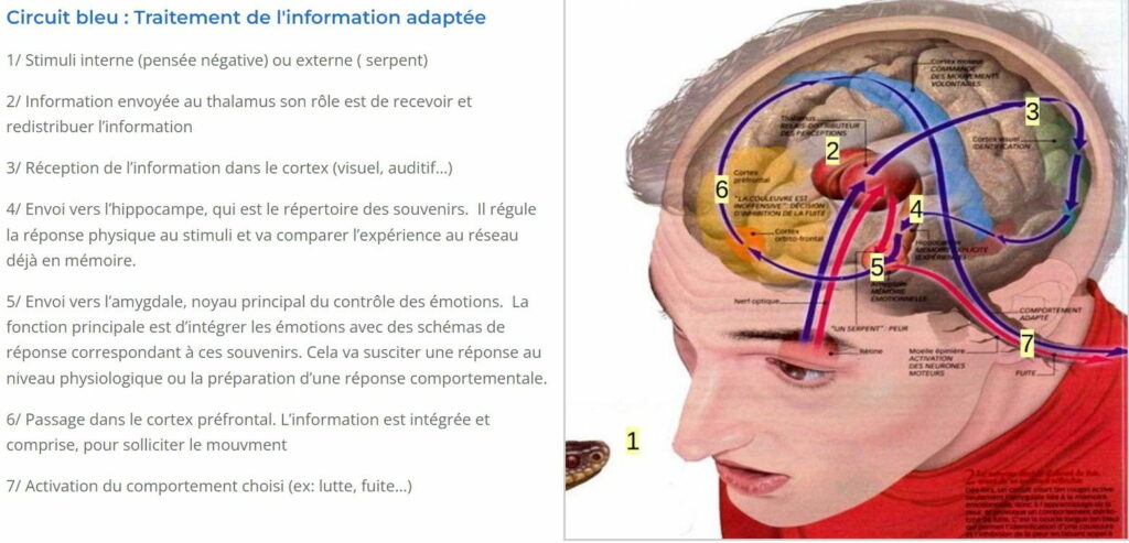 schéma explicatif permettant de comprendre comment la thérapie emdr agit sur le cerveau